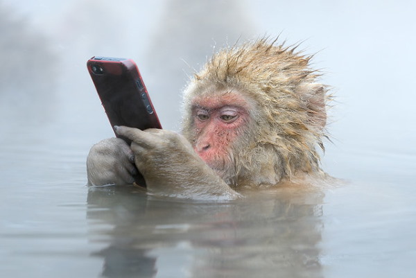 Фото мартышки с телефонов в воде