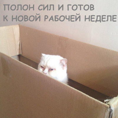 Картинка кот в коробке